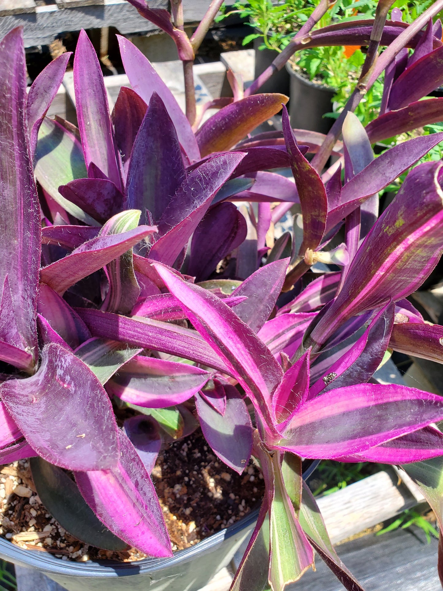 Setcreasea “Purple Heart” -6” round pot