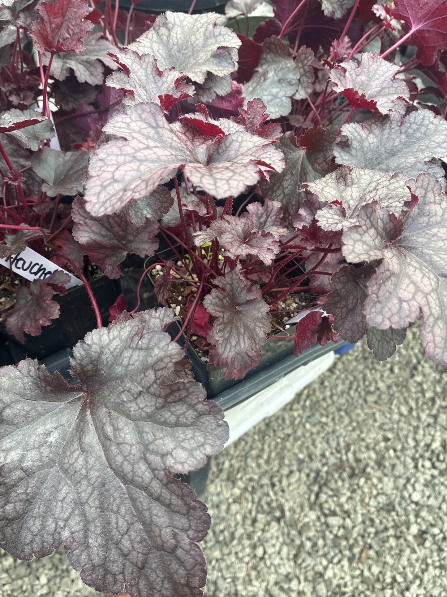 Heuchera - Purple (quart pot)