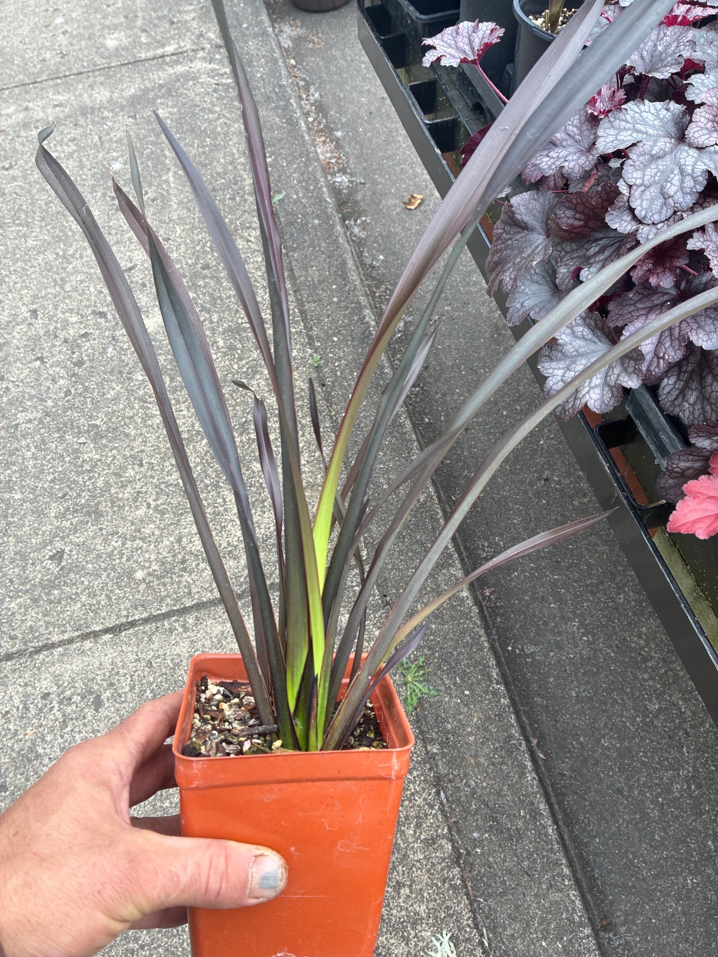 Phormium - Purple