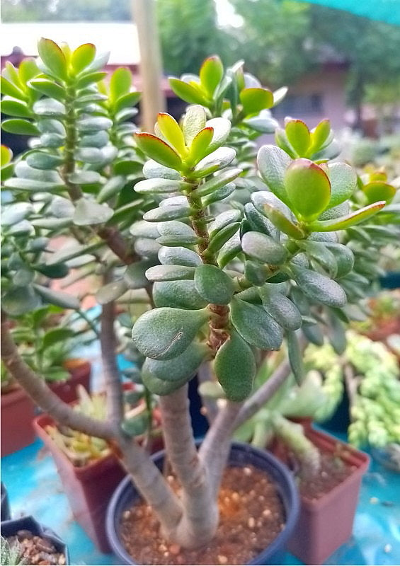 Crassula ovata 'Minima' - 6" pot