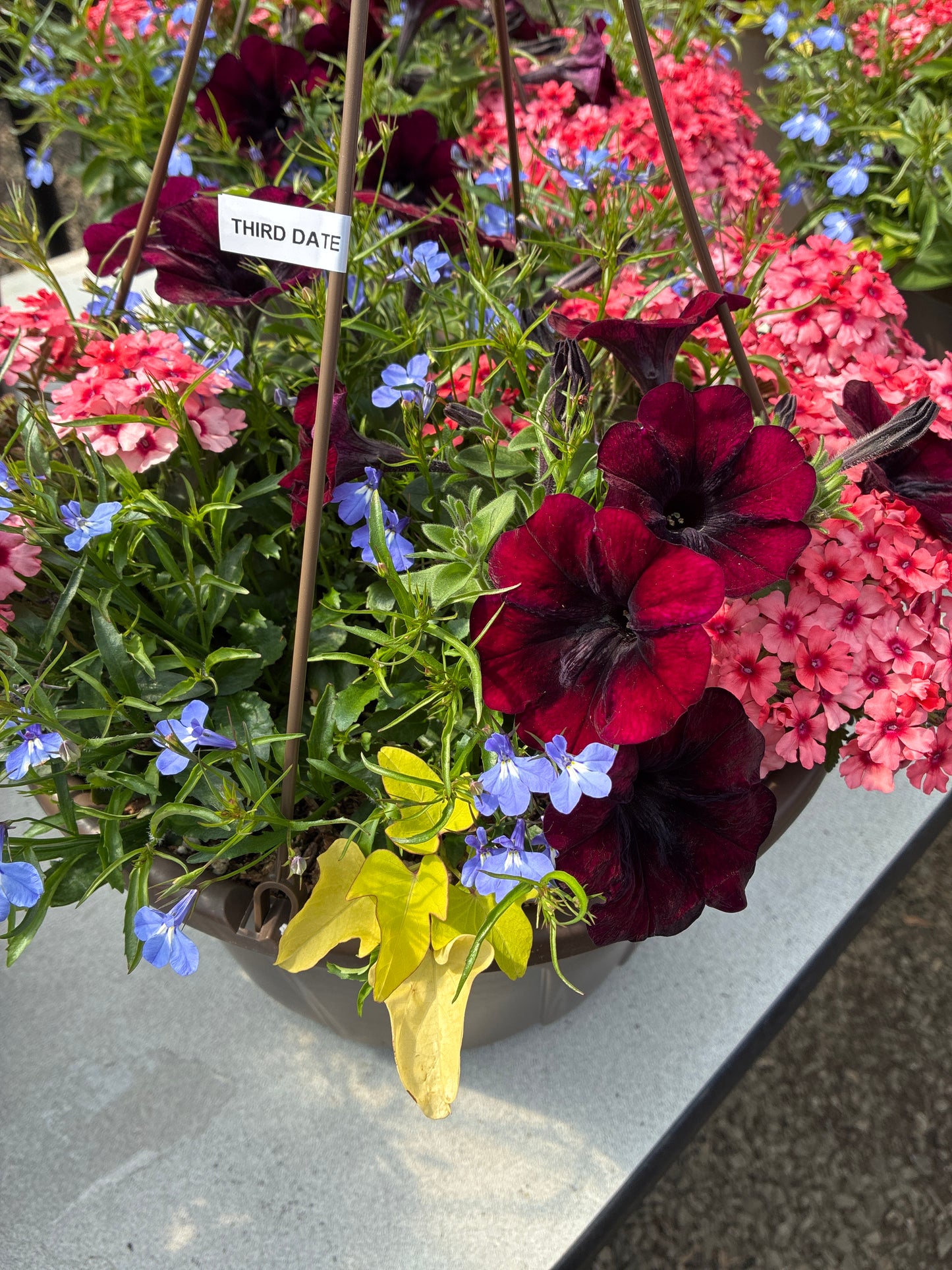 Hanging basket - Third Date