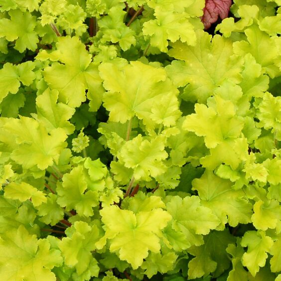 Heuchera Lime - 4" pot