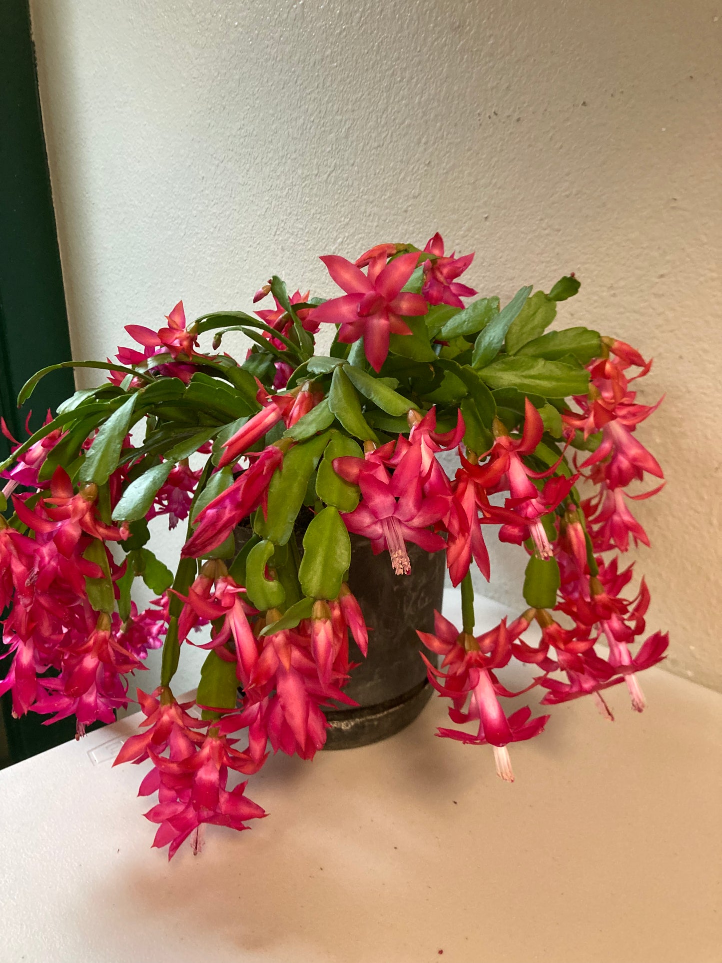 Christmas Cactus - 6” round pot