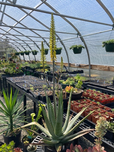 Aloe Vera - 6" round pot