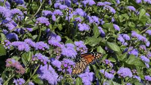 Ageratum - Monarch Magic