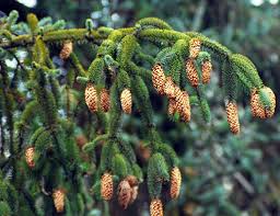 Sitka Spruce - Picea sitchensis