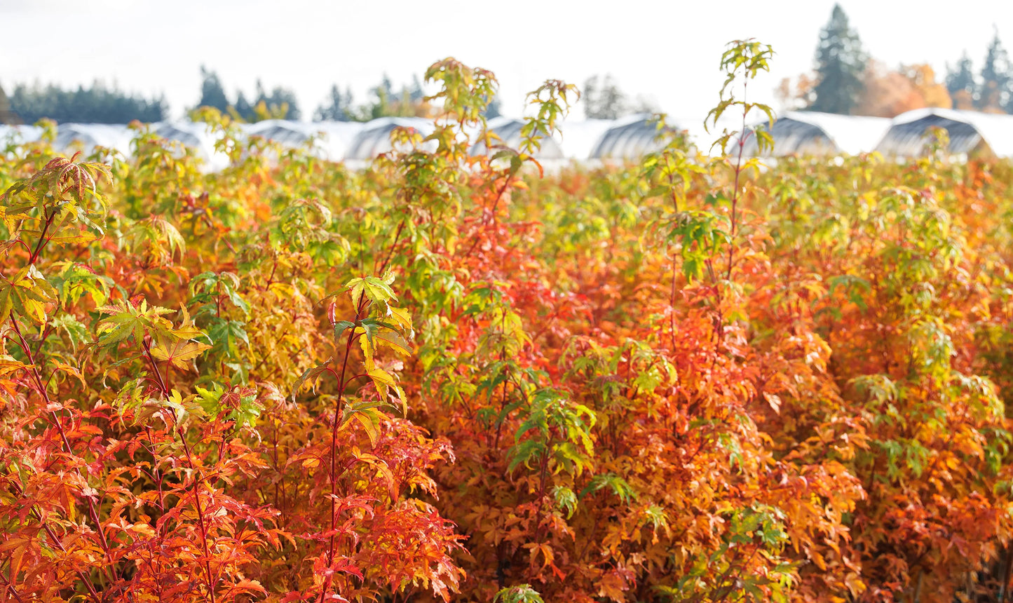 Japanese Maple - Acer palmatum - 1 gal.
