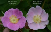 Swamp Rose - Rosa Pisocarpa