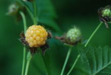 Salmonberry - Rubus Spectabilis - 3 gal.