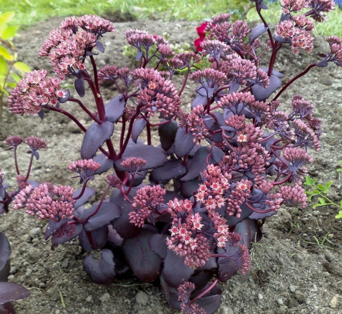 Sedum Purple Joy - quart pot