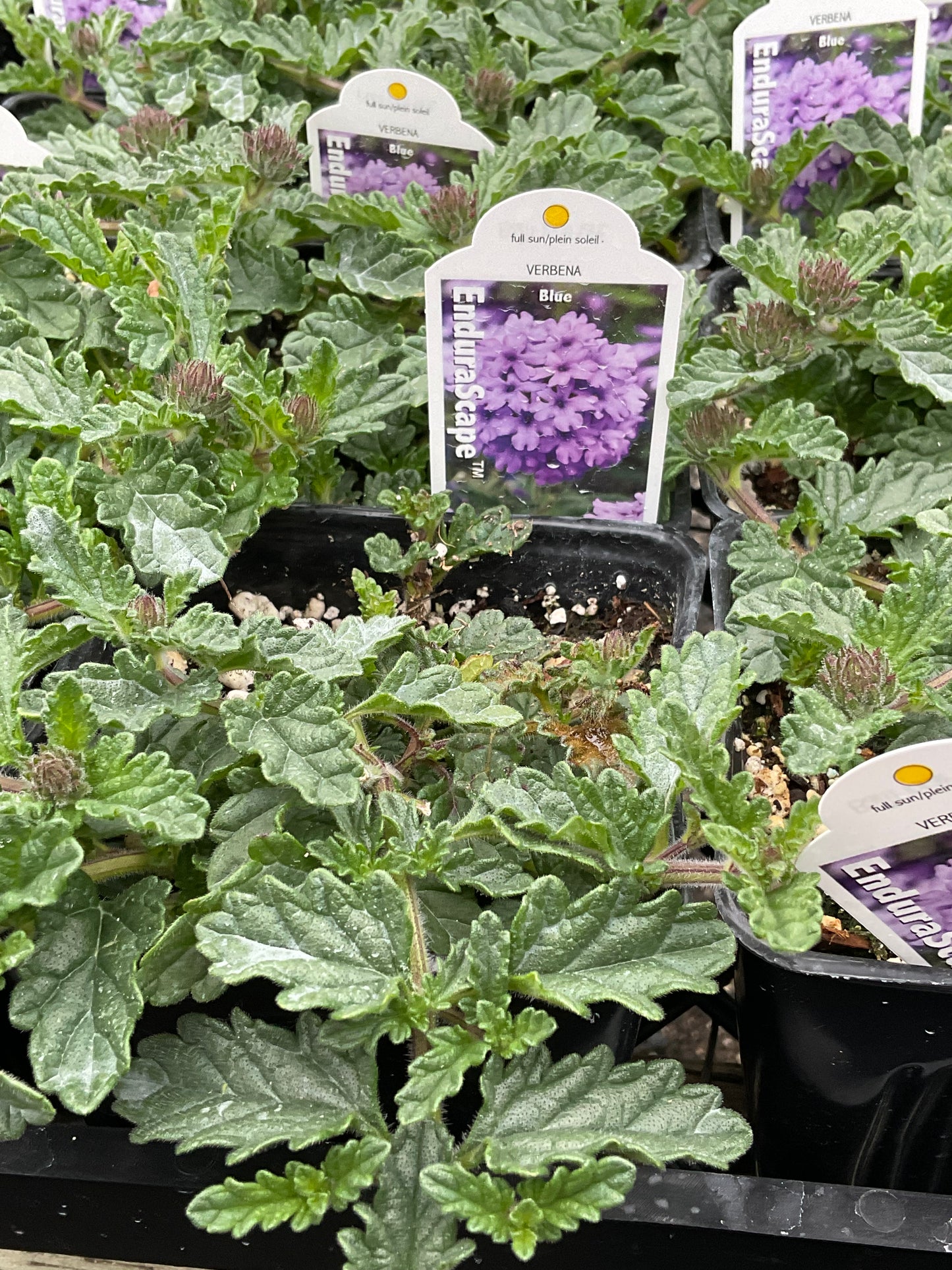 Verbena - Edurascape Blue