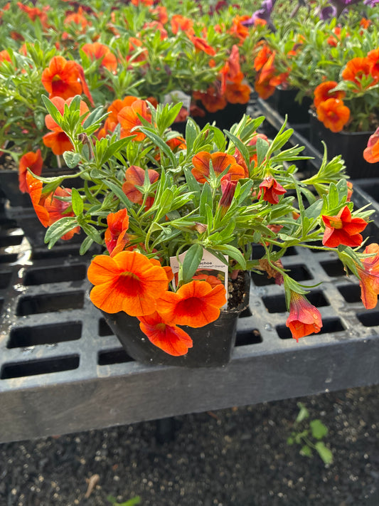 Calibrachoa - Cabaret Orange