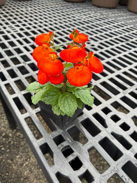 Calceolaria 4”
