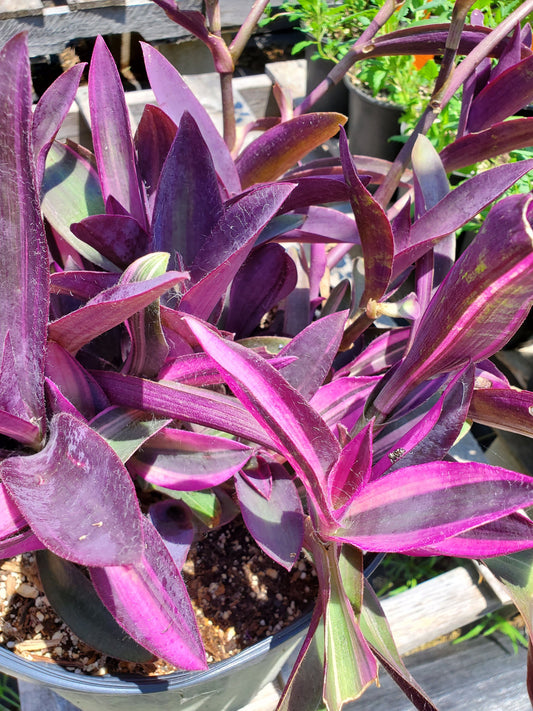 Setcreasea “Purple Heart” -6” round pot