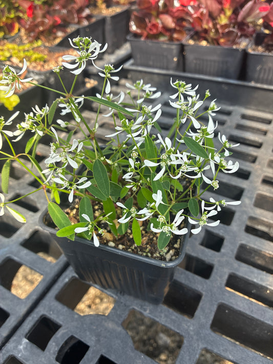 Euphorbia
