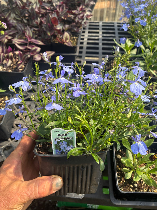 Lobellia - Magadi Electric Blue