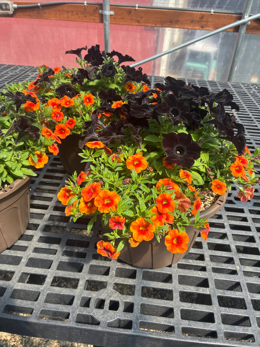 Hanging Basket - Beaver Bowl