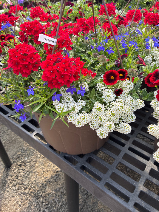 Hanging basket - Freedom Flower