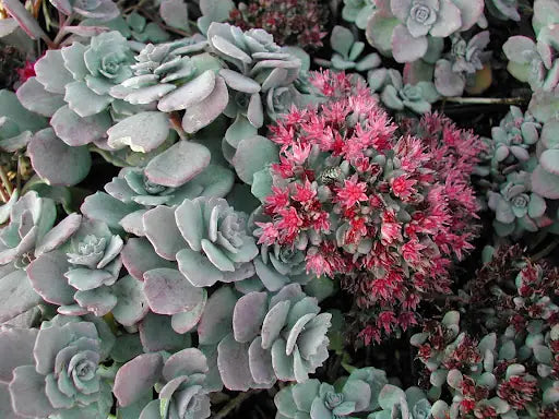 Sedum 'Lidakense' - 3.5” pot