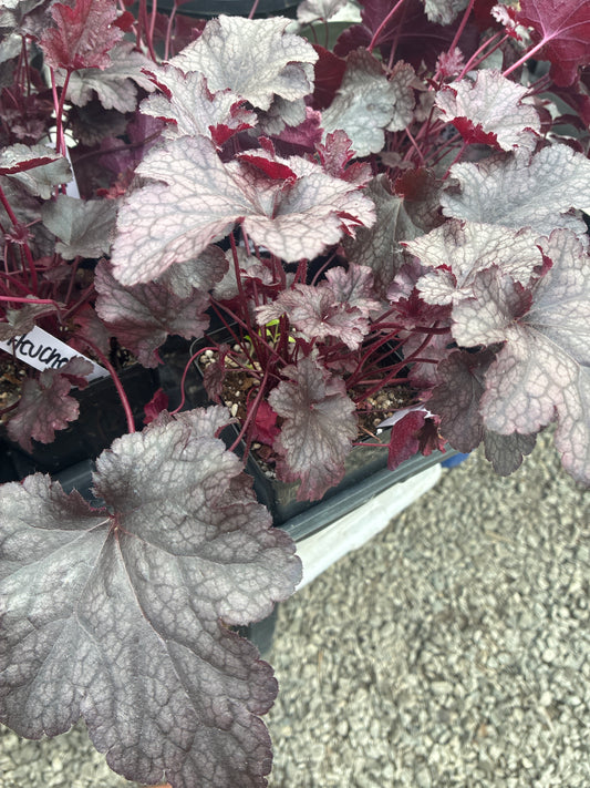 Heuchera - Purple (quart pot)