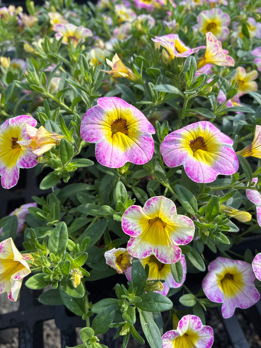 Calibrachoa - Diva Hot Pink