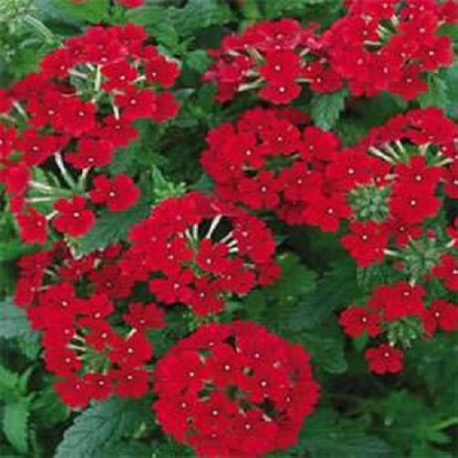 Verbena - Red