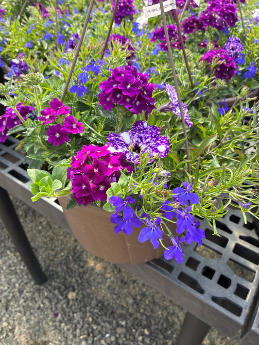 Hanging basket - Purple Mountain Majesty