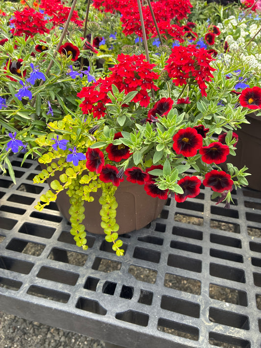 Hanging basket - Color Wheel Wonder