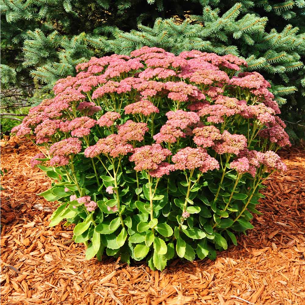 Sedum Autumn Joy - Quart pot