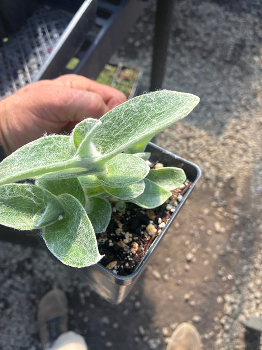 Tradescantia sillamontana 4”