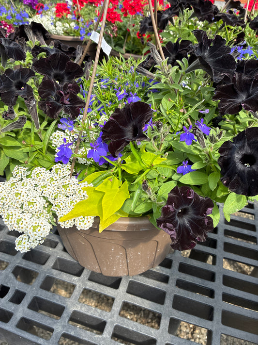 Hanging basket - Trop-I-Cool