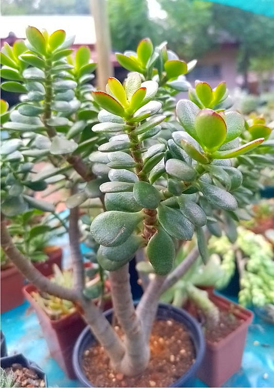 Crassula ovata 'Minima' - 6" pot