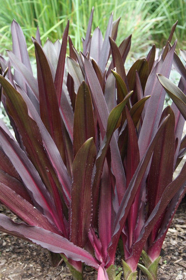 Eucomis compass - Sparkling Burgundy