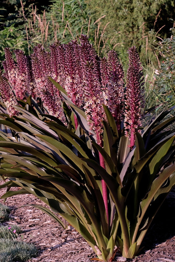 Eucomis compass - Sparkling Burgundy