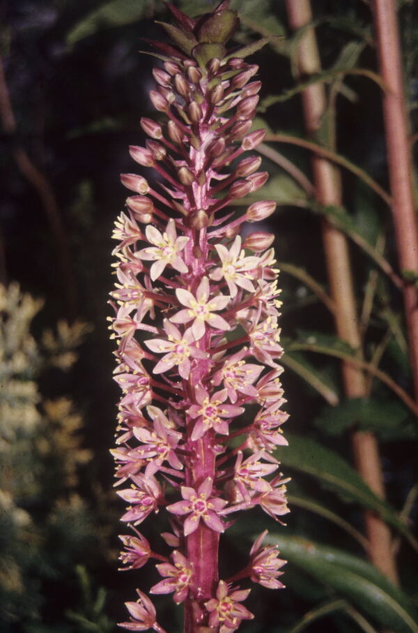 Eucomis compass - Sparkling Burgundy