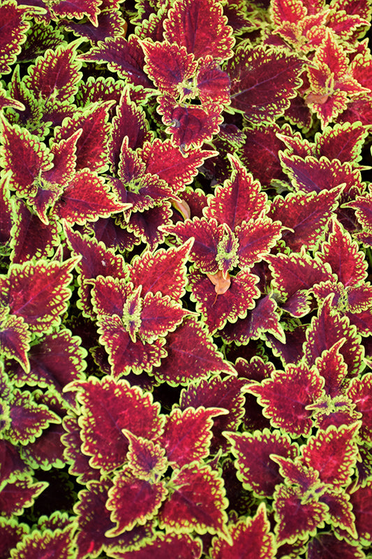 Coleus - Main Street Oxford Street