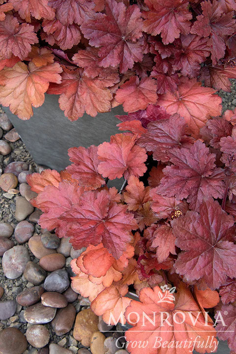 Heuchera Red