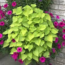 Ipomea Marguerita - Sweet Potato Vine
