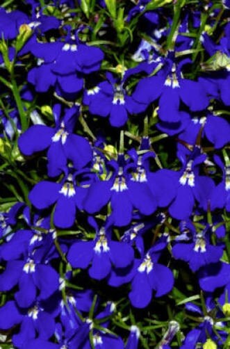 Lobellia - Heatopia Dark Blue