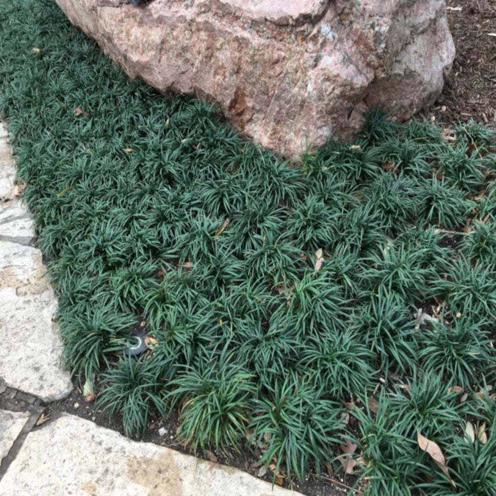 Dwarf Mondo Grass - Ophiopogon japonicus - 4" pot