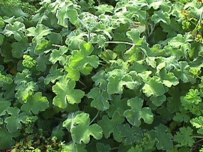 Geranium Peppermint  - Pelargonium tomentosum