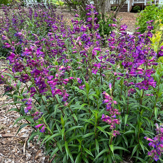 Penstemon - Enor