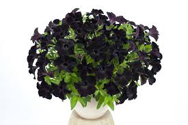 Petunia - Slingshot Black Magic