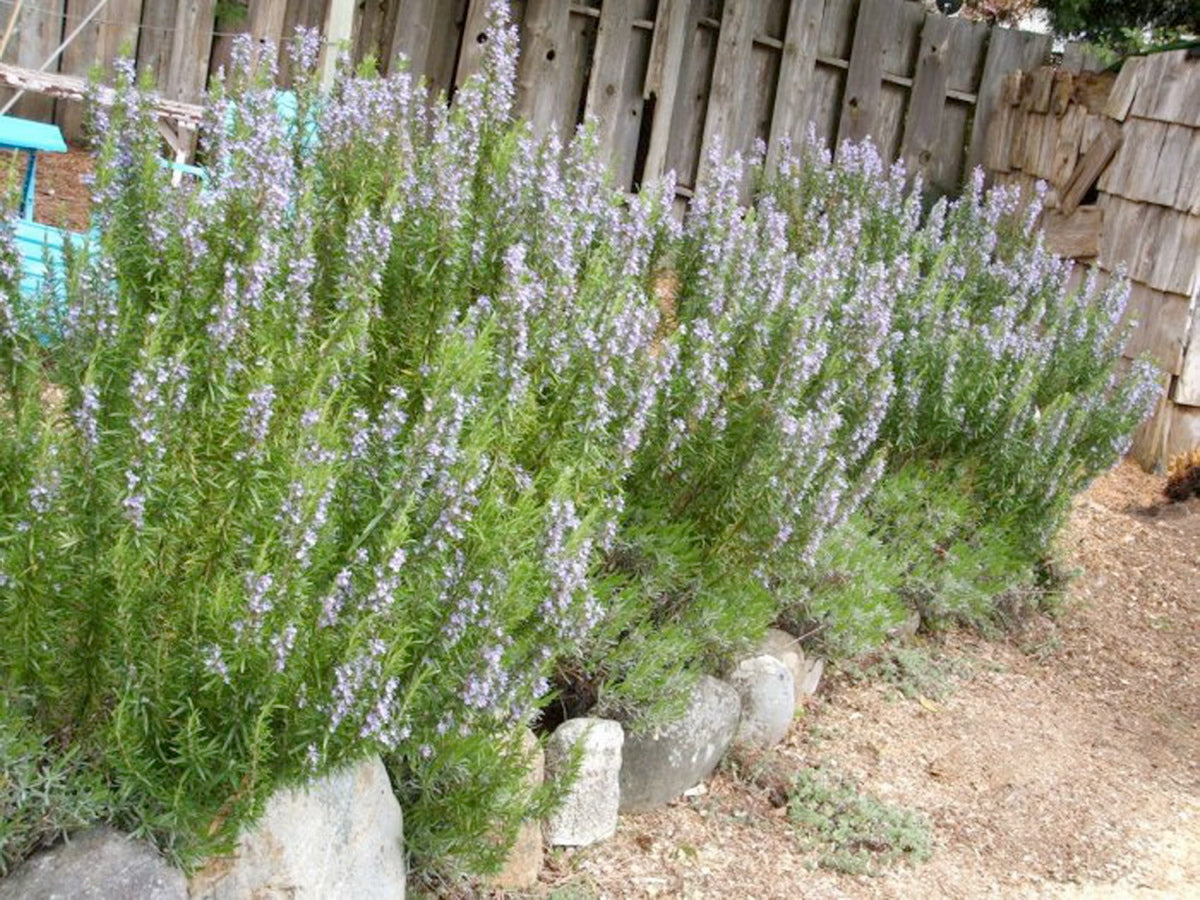 Rosemary - 1 gallon pot