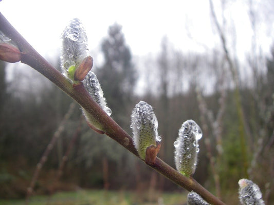 Sitka Willow - Salix Sitchensis