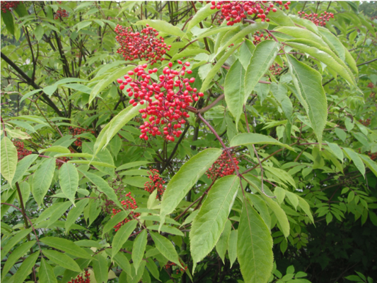 Red Elderberry - Sambucus Racemosa