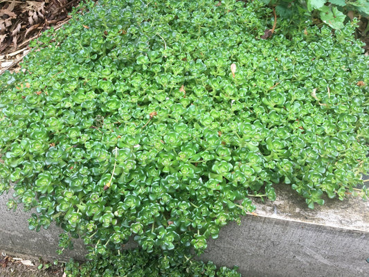 Sedum Oreganum