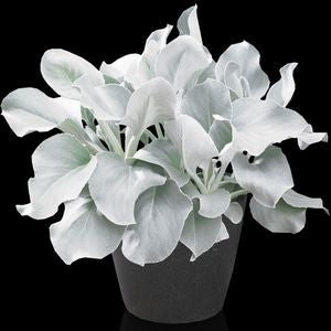 Senecio White - Quart pot