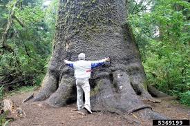 Sitka Spruce - Picea sitchensis