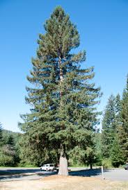 Sitka Spruce - Picea sitchensis